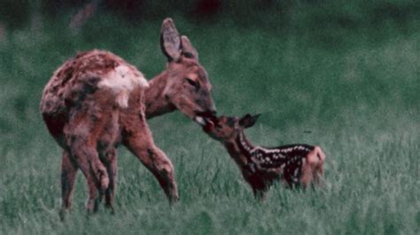 How old are deer when they get pregnant?