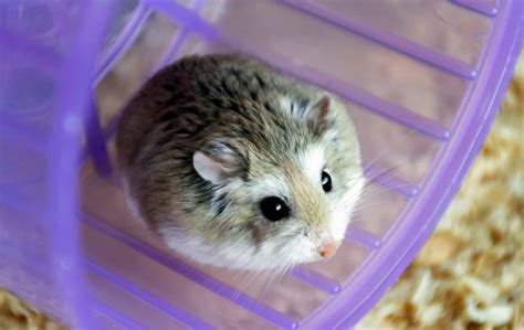 How old are hamsters in pet stores?