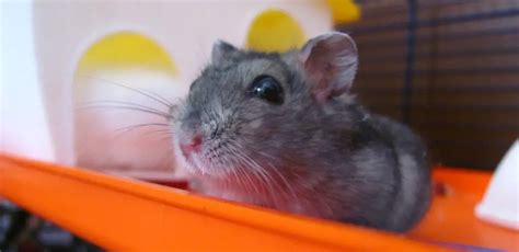 How old are hamsters when they are sold?