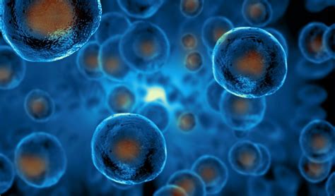 How old are human cells?