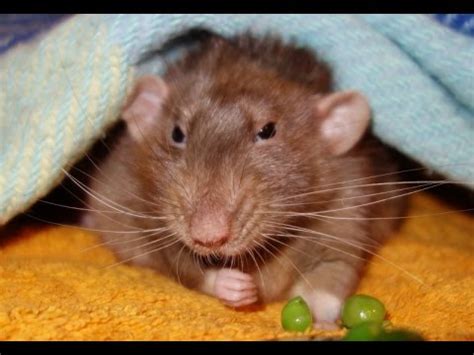 How old are rats?