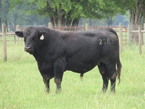 How old can a bull still breed?