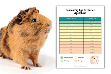 How old can a guinea pig live?