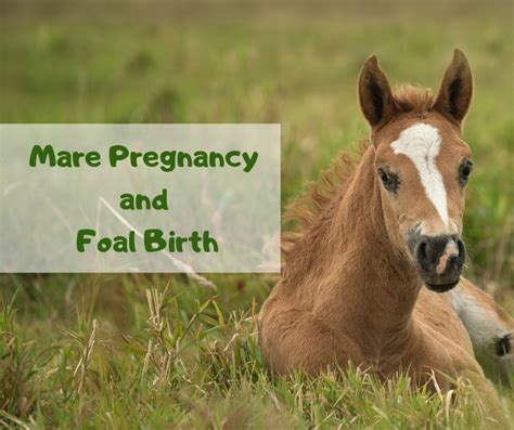How old can a horse have their first foal?