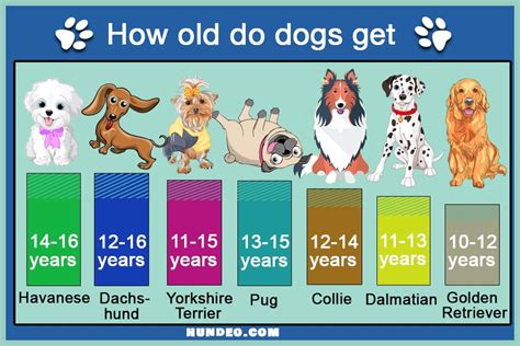 How old can dogs be?