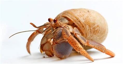 How old can hermit crabs live?