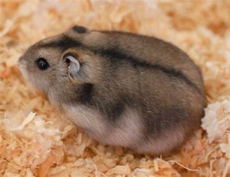 How old do Russian dwarf hamsters live?