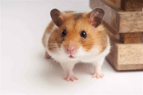 How old do Syrian hamsters have to be to be sold?