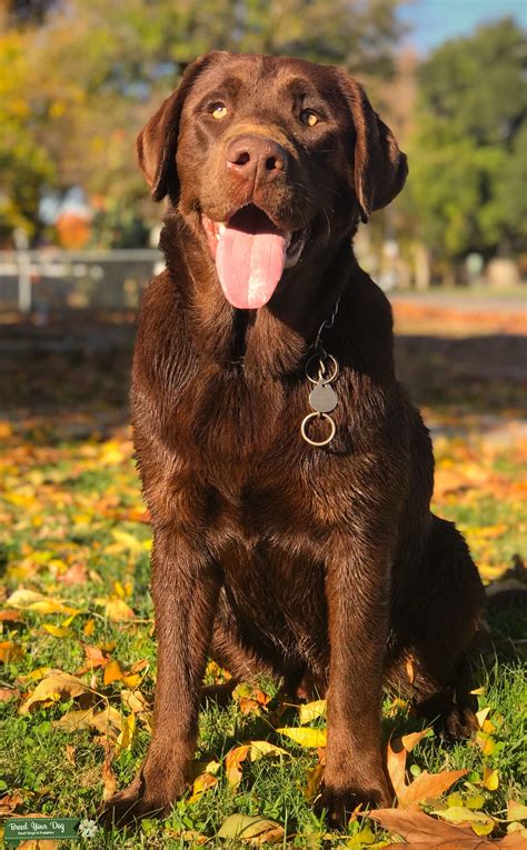 How old do chocolate labs get?