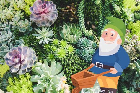 How old do gnomes live?