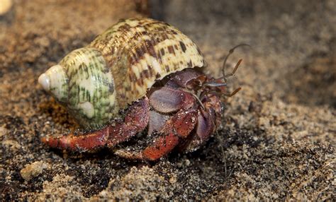 How old do hermit crabs live?