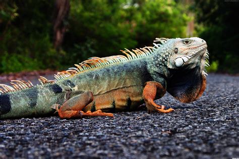 How old do iguanas live?