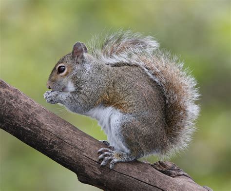 How old do most squirrels live?