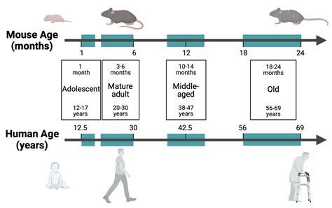 How old is 1 in mouse years?