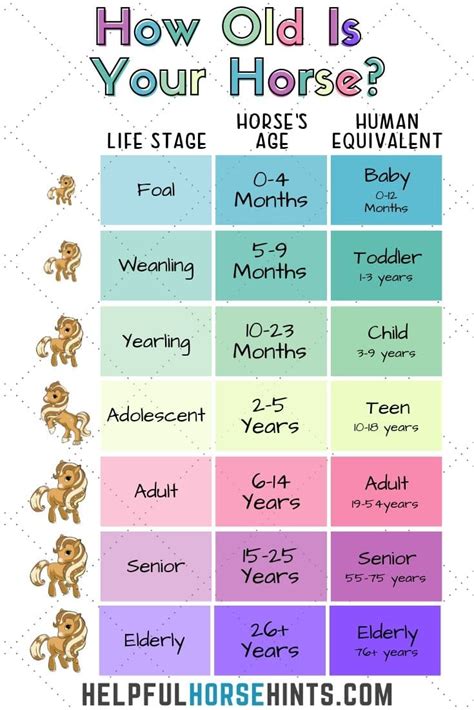 How old is 1 year in horse years?