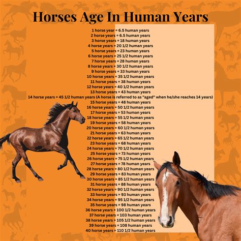 How old is 40 years in horse years?