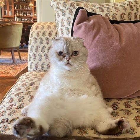 How old is Taylor Swift's cat Olivia?