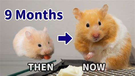 How old is a 1 year old hamster in human years?