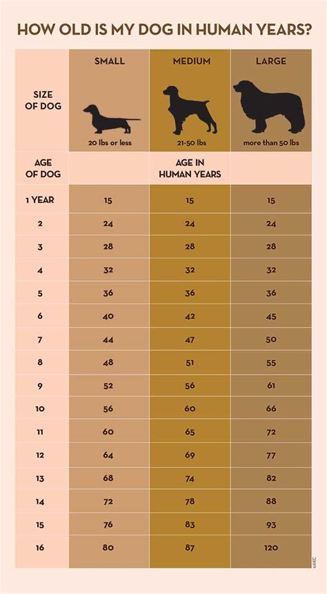 How old is a 10 year old Labrador in human years?