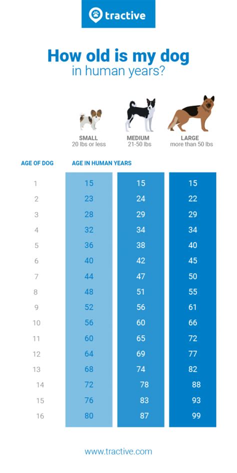 How old is a 10 year old lab in human years?