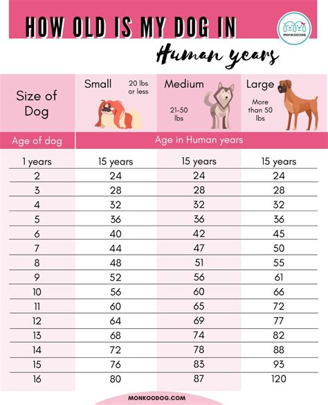 How old is a 13 year old dog in human life?