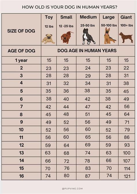 How old is a 13 year old dog in human years?