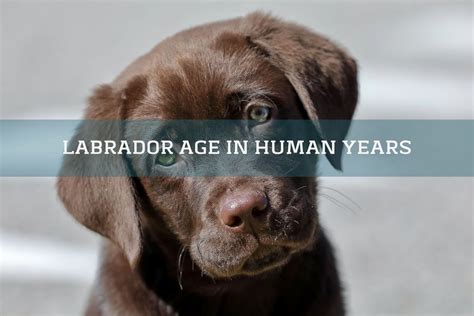 How old is a 15 year old lab in human years?