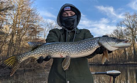 How old is a 30 inch pike?