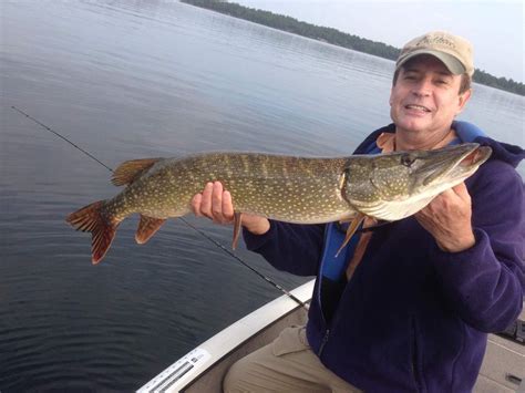 How old is a 36 inch pike?