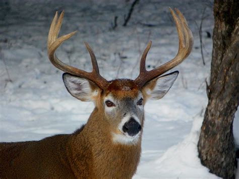 How old is a 8 point buck?