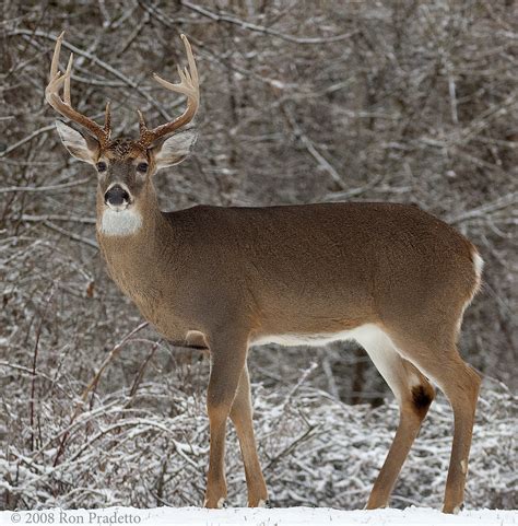 How old is a deer with 10 points?