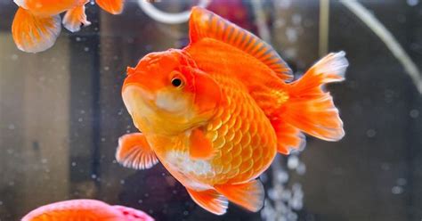 How old is a goldfish in human years?