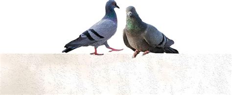 How old is a pigeon in human years?