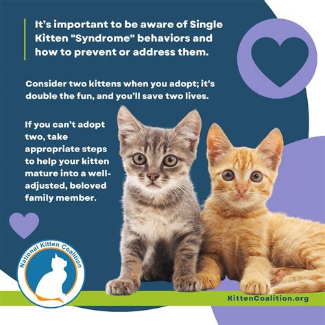 How old is a single kitten syndrome?