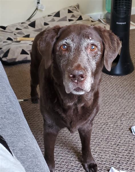 How old is my 14 year old Labrador in human years?