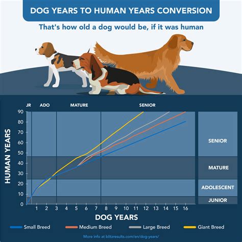 How old is my Labrador in human years?