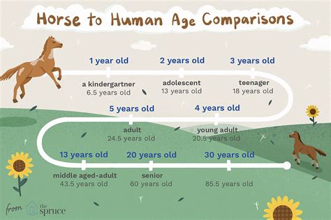 How old is the average horse?