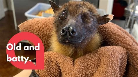 How old is the oldest bat?