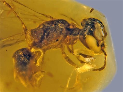 How old is the oldest bee live?