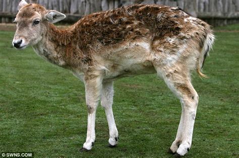 How old is the oldest deer?