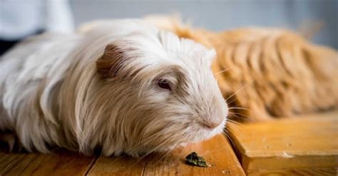 How old is the oldest guinea pig?