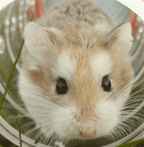 How old is the oldest hamster?