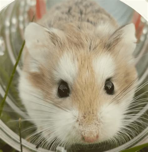 How old is the oldest living Syrian hamster?