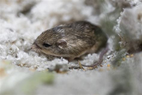 How old is the oldest living mouse?