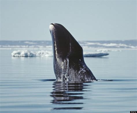 How old is the oldest whale?