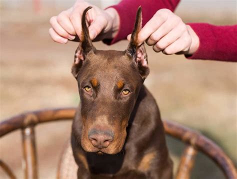 How old is too late to crop a dog's ears?