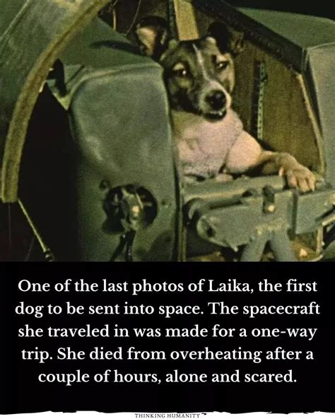 How old was Laika when she died?