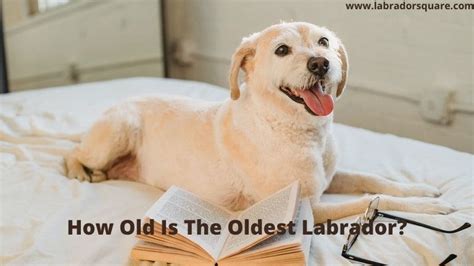 How old was the oldest Labrador?