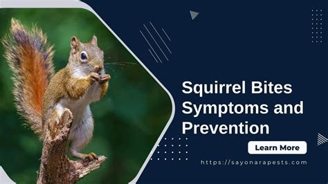 How painful is a squirrel bite?