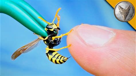 How painful is a yellow jacket sting?